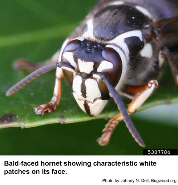 Thumbnail image for Baldfaced Hornets  in Landscapes